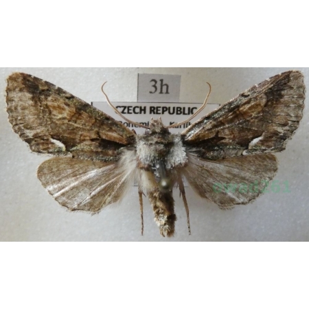 Allophyes oxyacanthae (Linnaeus, 1758) Kremata głogówka Czech3h